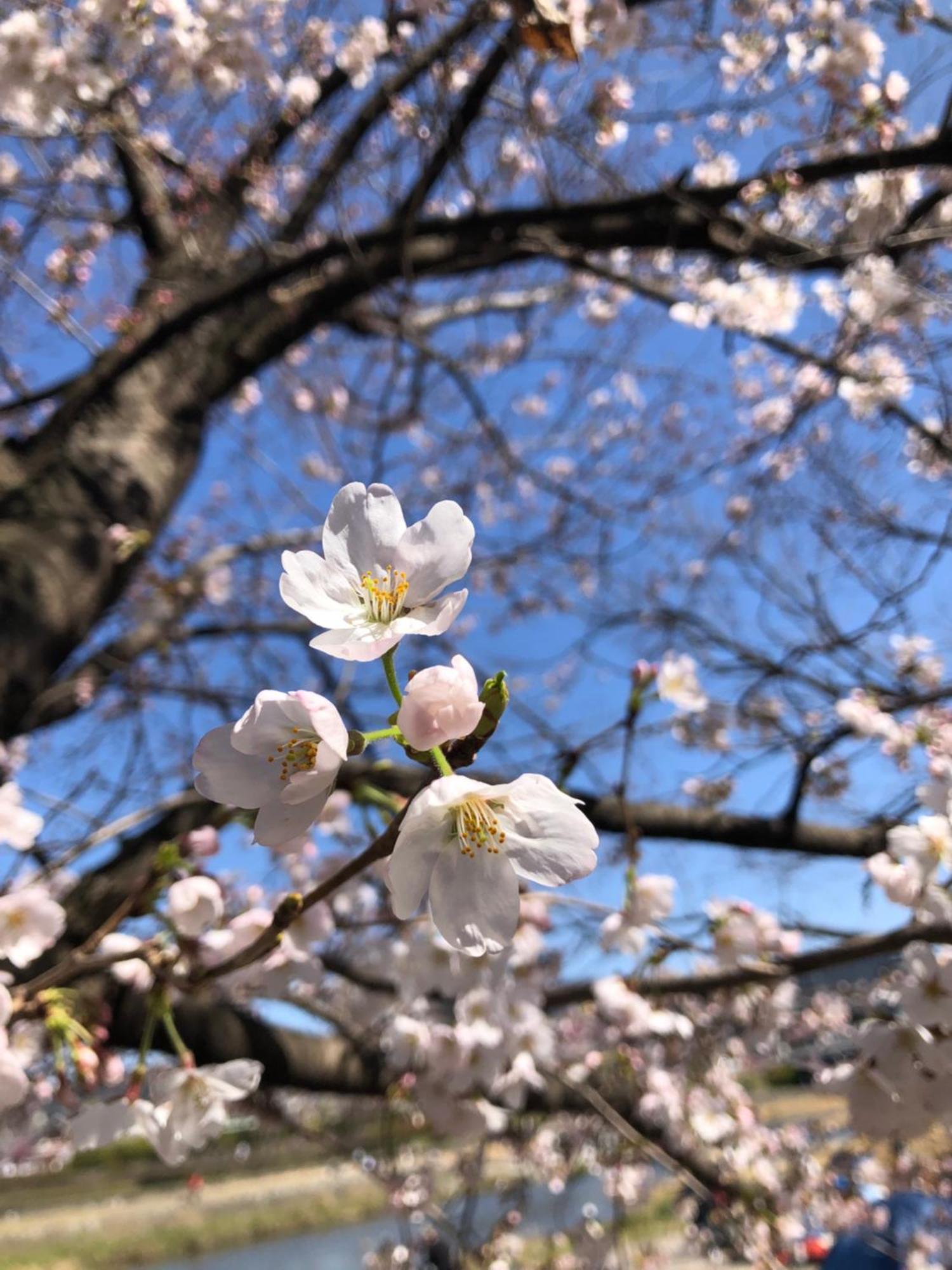Tsubame-Ya Hotel Kyoto Ngoại thất bức ảnh