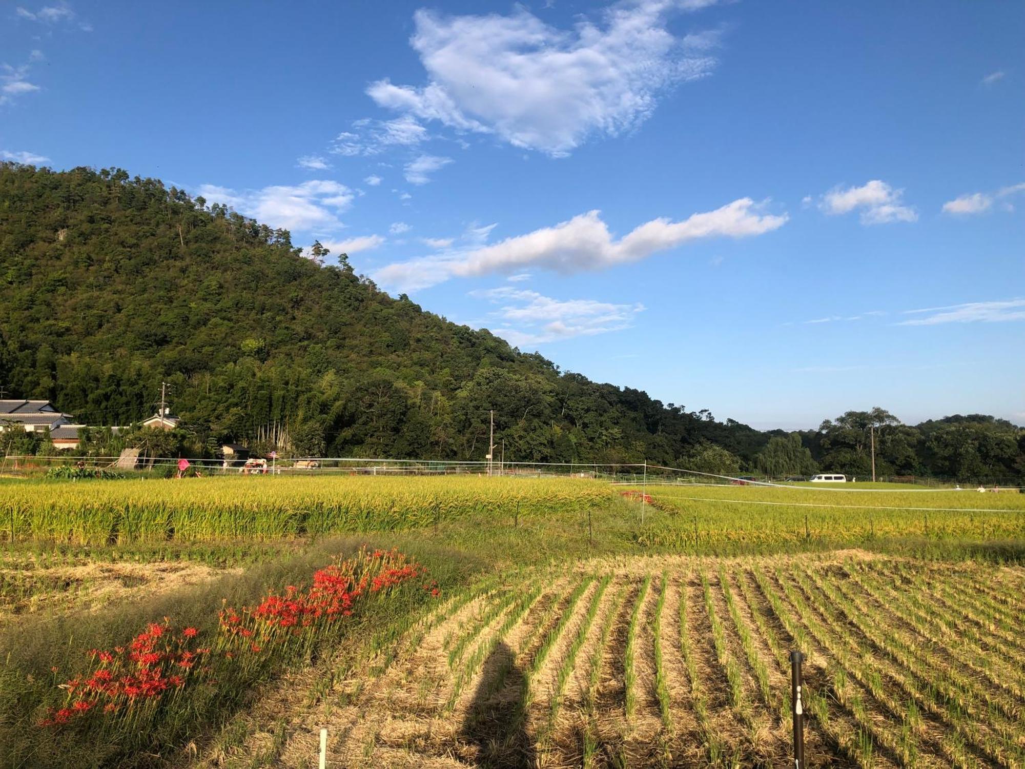Tsubame-Ya Hotel Kyoto Ngoại thất bức ảnh